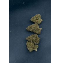 PURPLE PUNCH - GLASSHOUSE