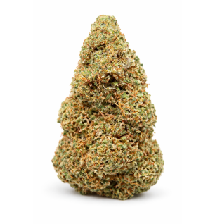 TROP CHERRY - GLASSHOUSE