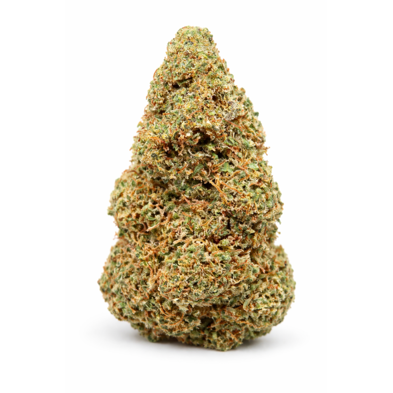 TROP CHERRY - GLASSHOUSE