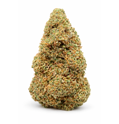 TROP CHERRY - GLASSHOUSE