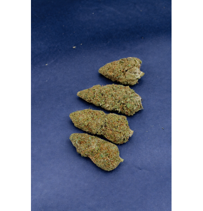 TROP CHERRY - GLASSHOUSE