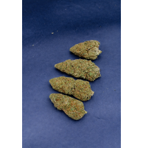 TROP CHERRY - GLASSHOUSE