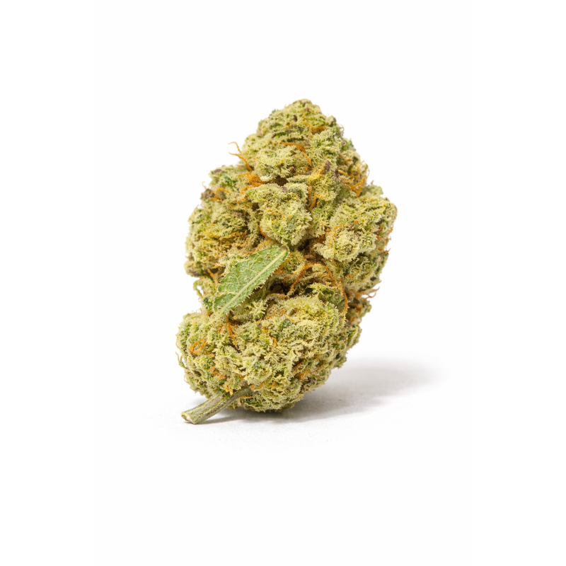 LEMON - SMALLBUD