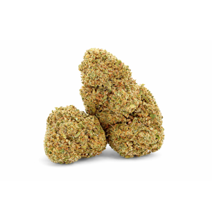 STRAWBERRY - GREENHOUSE